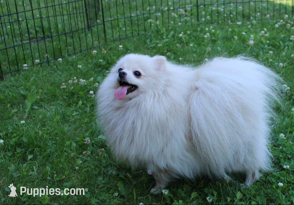 AKC Pom Mariana Girl - 4 lbs, a female Pomeranian for sale in Colville, WA – Photo 10 of 10