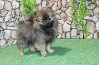 AKC Laron Black and Tan Sable male Pom - 6 lbs as adult, a male Pomeranian for sale in Evans, WA – 5 of 7
