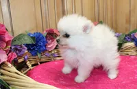 AKC Fasya White female Pomeranian - 4 lbs as adult, a female Pomeranian for sale in Evans, WA – 10 of 10