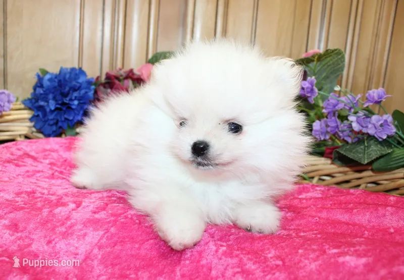 AKC Dalinka - White female Pom - 5 lbs as adult – Pomeranian puppy for sale in Colville, WA