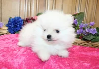 AKC Dalinka - White female Pom - 5 lbs as adult, a female Pomeranian for sale in Colville, WA – 1 of 6