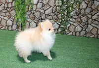 AKC Lara Orange Female Pom - 5 lbs as adult, a male Pomeranian for sale in Evans, WA – 7 of 8