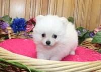 AKC Fenya White female Pom - 4.5 pounds as adult, a female Pomeranian for sale in Evans, WA – 6 of 10