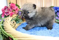 AKC Bran Red Sable male Pomeranian - 5.5 as adult, a male Pomeranian for sale in Evans, WA – 9 of 9