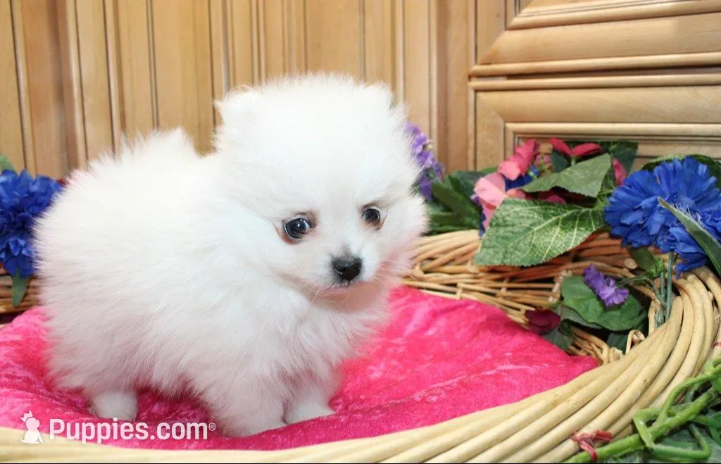 AKC Pom Mariana Girl - 4 lbs, a female Pomeranian for sale in Colville, WA – Photo 2 of 10