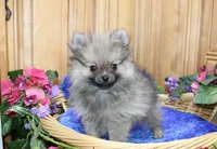 AKC Zack - Red Male Pom - 4lbs, a male Pomeranian for sale in Colville, WA – Photo 8 of 10
