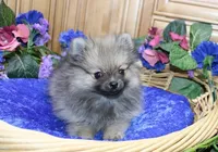 AKC Zack - Red Male Pom - 4lbs, a male Pomeranian for sale in Colville, WA – Photo 4 of 10