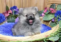 AKC Zack - Red Male Pom - 4lbs, a male Pomeranian for sale in Colville, WA – Photo 1 of 10