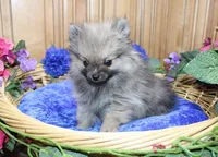 AKC Zack - Red Male Pom - 4lbs, a male Pomeranian for sale in Colville, WA – Photo 6 of 10