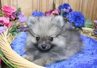 AKC Zack - Red Male Pom - 4lbs, a male Pomeranian for sale in Colville, WA – Photo 5 of 10