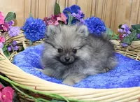AKC Zack - Red Male Pom - 4lbs, a male Pomeranian for sale in Colville, WA – Photo 7 of 10
