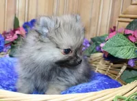 AKC Zack - Red Male Pom - 4lbs, a male Pomeranian for sale in Colville, WA – Photo 3 of 10
