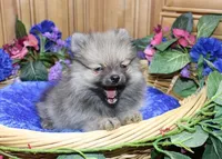 AKC Zack - Red Male Pom - 4lbs, a male Pomeranian for sale in Colville, WA – Photo 2 of 10