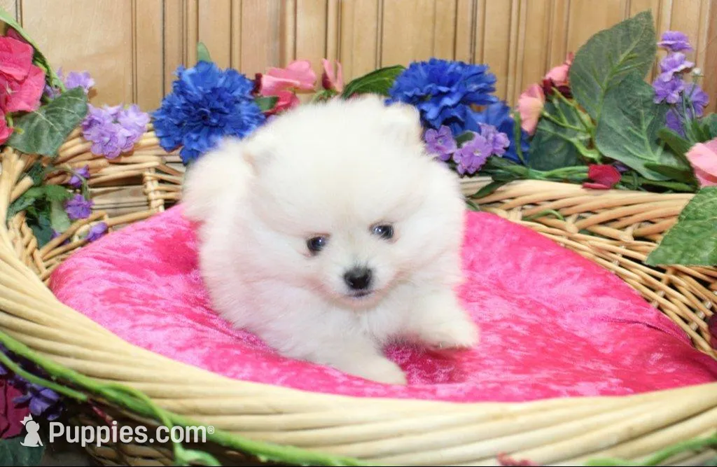 AKC Menika White Girl - 6 lbs, a female Pomeranian for sale in Colville, WA – Photo 6 of 10