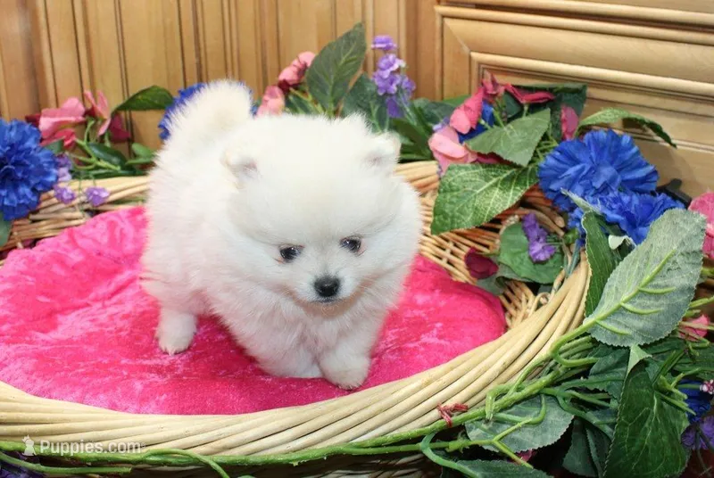 AKC Menika White Girl - 6 lbs – Pomeranian puppy for sale in Colville, WA