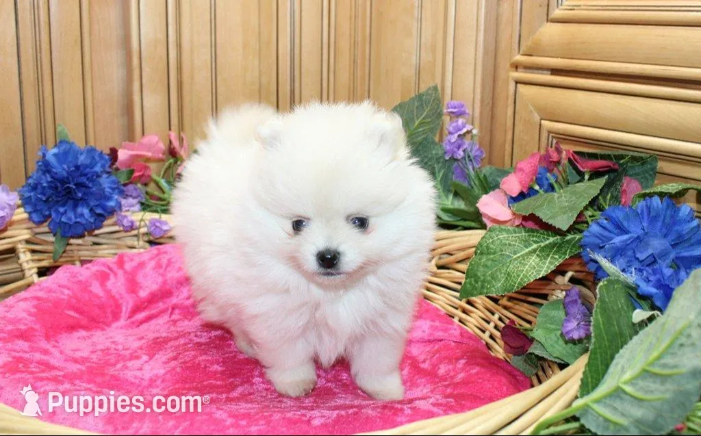 AKC Menika White Girl - 6 lbs, a female Pomeranian for sale in Colville, WA – Photo 2 of 10