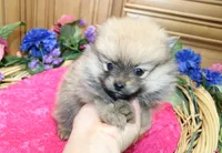 AKC Darina - Red Sable Female Pom, a female Pomeranian for sale in Colville, WA – 4 of 8