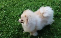 AKC Goliath Cream 8+lbs, a male Pomeranian for sale in Evans, WA – 5 of 9