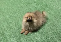 AKC Darina - Red Sable Female Pom - 4 lbs as adult, a female Pomeranian for sale in Colville, WA – 2 of 7