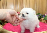 AKC Fenya White female Pom - 4.5 pounds as adult, a female Pomeranian for sale in Evans, WA – 5 of 10