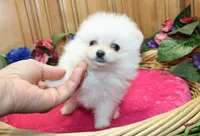 AKC Fenya White female Pom - 4.5 pounds as adult, a female Pomeranian for sale in Evans, WA – 4 of 10