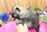 AKC Briel' Red Sable Female Pomeranian - 5 pounds as adult, a female Pomeranian for sale in Evans, WA – 9 of 9
