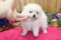 AKC Fibby White female Pom - 5 lbs as adult, a female Pomeranian for sale in Evans, WA – 4 of 10