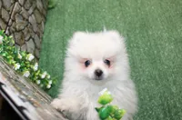 AKC Pupsik white male Pom - 8+ lbs as adult, a male Pomeranian for sale in Colville, WA – 6 of 8