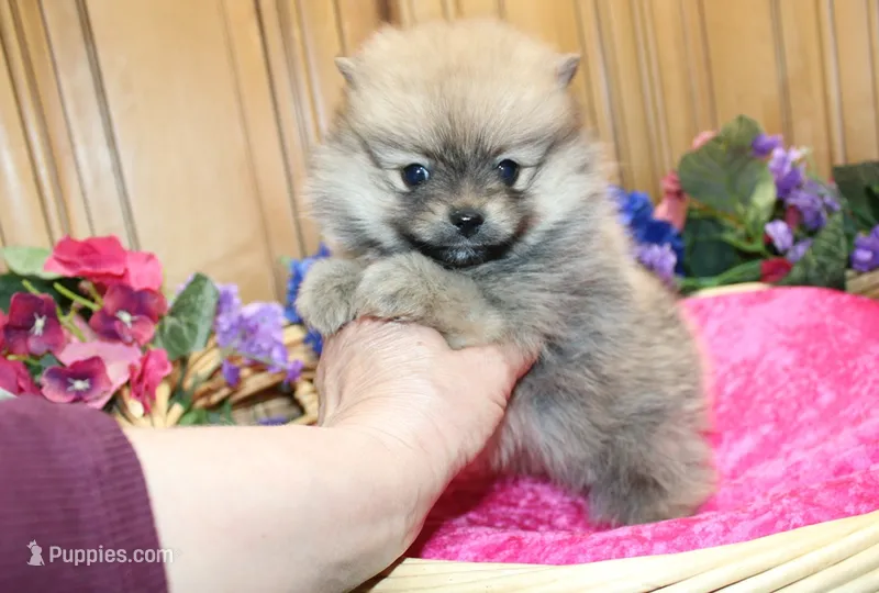 AKC Darina - Red Sable Female Pom – Pomeranian puppy for sale in Colville, WA