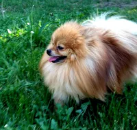 AKC Nana - Cream female 4.5lbs, a female Pomeranian for sale in Colville, WA – Photo 10 of 10