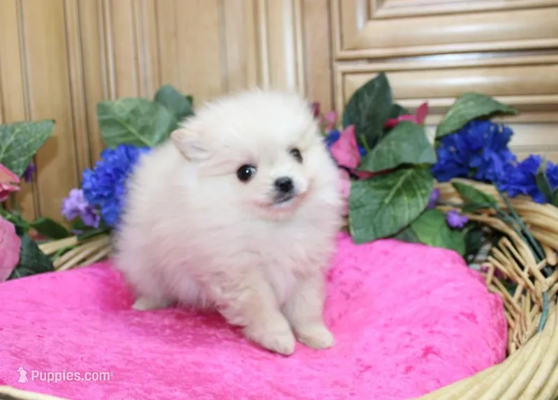 AKC Nana - Cream female 4.5lbs