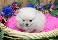 AKC Nana - Cream female 4.5lbs, a female Pomeranian for sale in Colville, WA – Photo 7 of 10
