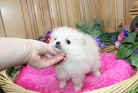 AKC Nana - Cream female 4.5lbs, a female Pomeranian for sale in Colville, WA – Photo 8 of 10