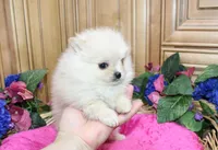 AKC Nana - Cream female 4.5lbs, a female Pomeranian for sale in Colville, WA – Photo 3 of 10