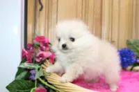 AKC Nana - Cream female 4.5lbs, a female Pomeranian for sale in Colville, WA – Photo 6 of 10