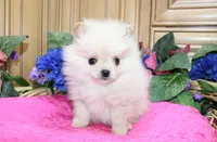 AKC Nana - Cream female 4.5lbs, a female Pomeranian for sale in Colville, WA – Photo 2 of 10
