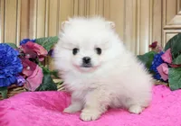 AKC Nana - Cream female 4.5lbs, a female Pomeranian for sale in Colville, WA – Photo 5 of 10