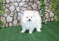 AKC Sasha White Girl - 5 lbs, a female Pomeranian for sale in Colville, WA – Photo 3 of 10