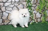 AKC Sasha White Girl - 5 lbs, a female Pomeranian for sale in Colville, WA – Photo 1 of 10