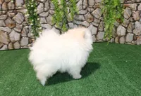 AKC Sasha White Girl - 5 lbs, a female Pomeranian for sale in Colville, WA – Photo 5 of 10