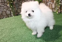 AKC Sasha White Girl - 5 lbs, a female Pomeranian for sale in Colville, WA – Photo 7 of 10