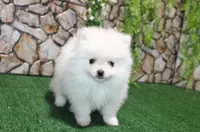 AKC Sasha White Girl - 5 lbs, a female Pomeranian for sale in Colville, WA – Photo 2 of 10