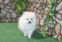 AKC Sasha White Girl - 5 lbs, a female Pomeranian for sale in Colville, WA – Photo 4 of 10