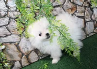 AKC Sasha White Girl - 5 lbs, a female Pomeranian for sale in Colville, WA – Photo 8 of 10