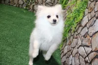 AKC Sasha - White female Pom - 5 lbs as adult, a female Pomeranian for sale in Evans, WA – 5 of 8