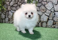 AKC Mister - White Pom 5.5 lbs, a male Pomeranian for sale in Colville, WA – Photo 6 of 10