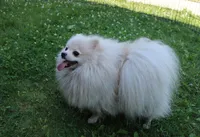 AKC Mister - White Pom 5.5 lbs, a male Pomeranian for sale in Colville, WA – Photo 9 of 10