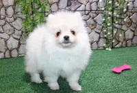 AKC Mister - White Pom 5.5 lbs, a male Pomeranian for sale in Colville, WA – Photo 7 of 10