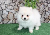 AKC Mister - White Pom 5.5 lbs, a male Pomeranian for sale in Colville, WA – Photo 5 of 10