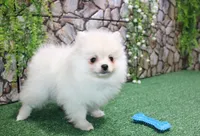 AKC Mister - White Pom 5.5 lbs, a male Pomeranian for sale in Colville, WA – Photo 8 of 10